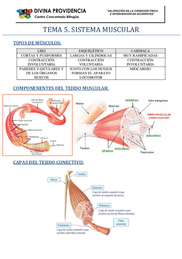 Miniatura del documento sistema-muscular.pdf