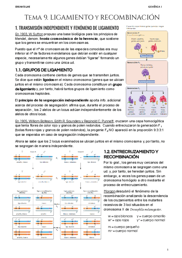 Miniatura del documento Tema-9-Ligamiento-y-Recombinacion.pdf