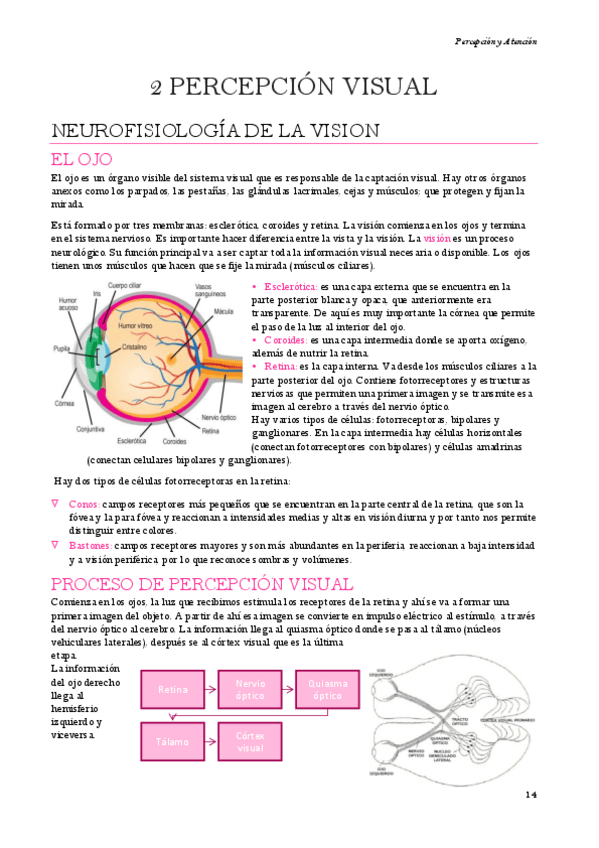 Miniatura del documento Percepcion-y-atencion-Tema-2.pdf