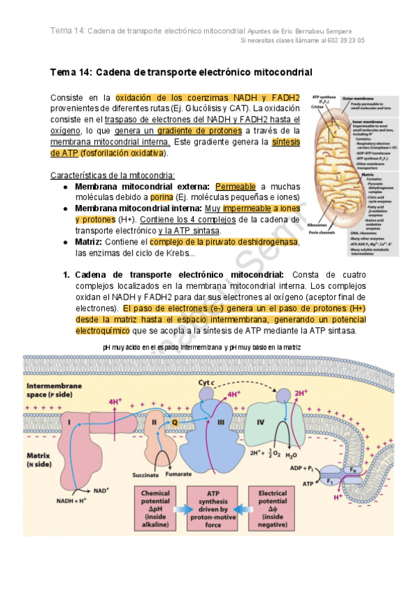 Miniatura del documento Apuntes-todo.pdf