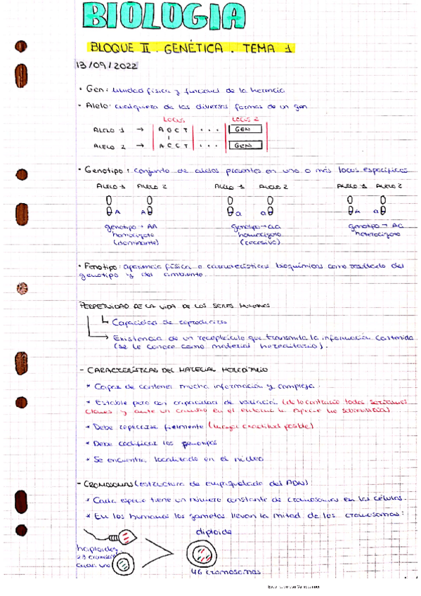 Miniatura del documento APUNTES-GENETICA.pdf