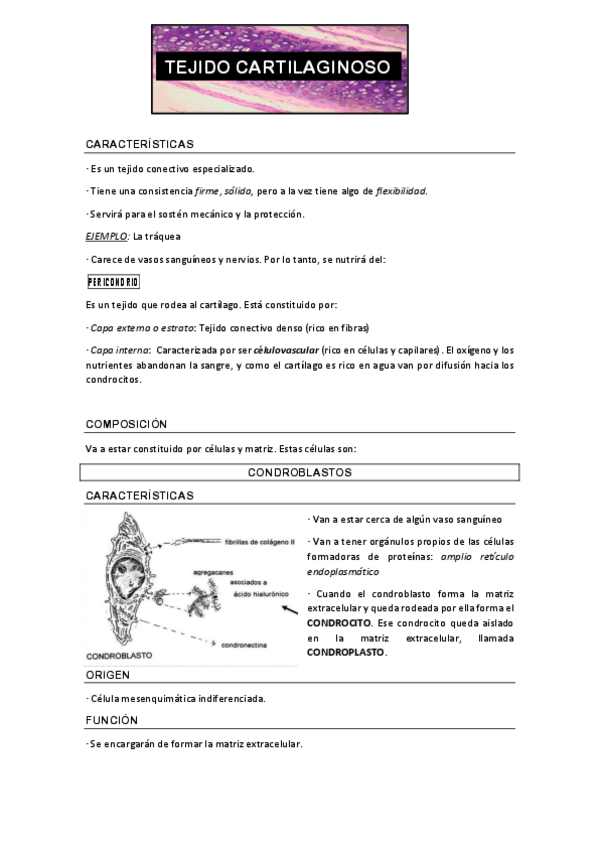 Miniatura del documento TEJIDO CARTILAGINOSO.pdf