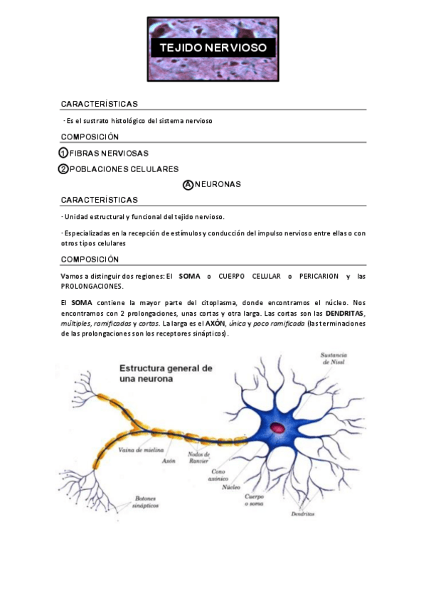 Miniatura del documento TEJIDO NERVIOSO.pdf