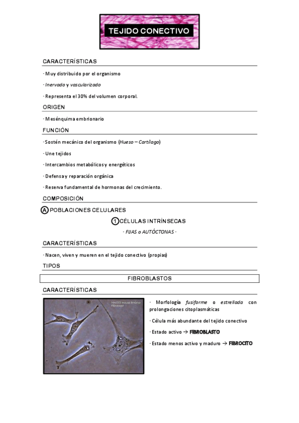 Miniatura del documento TEJIDO CONECTIVO.pdf