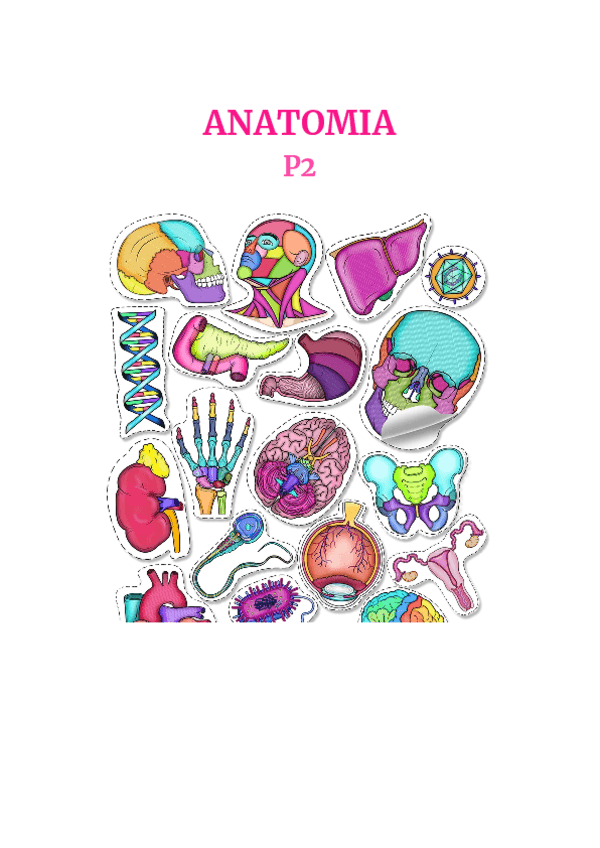 Miniatura del documento ANATOMIA-P2.pdf