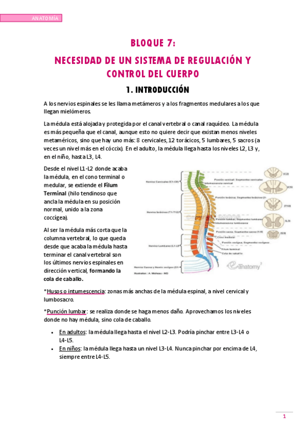 Miniatura del documento NECESIDAD-DE-UN-SISTEMA-DE-REGULACION-Y-CONTROL-DEL-CUERPO.pdf