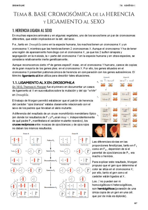 Miniatura del documento Tema-8-Base-cromosomica-de-la-herencia.pdf