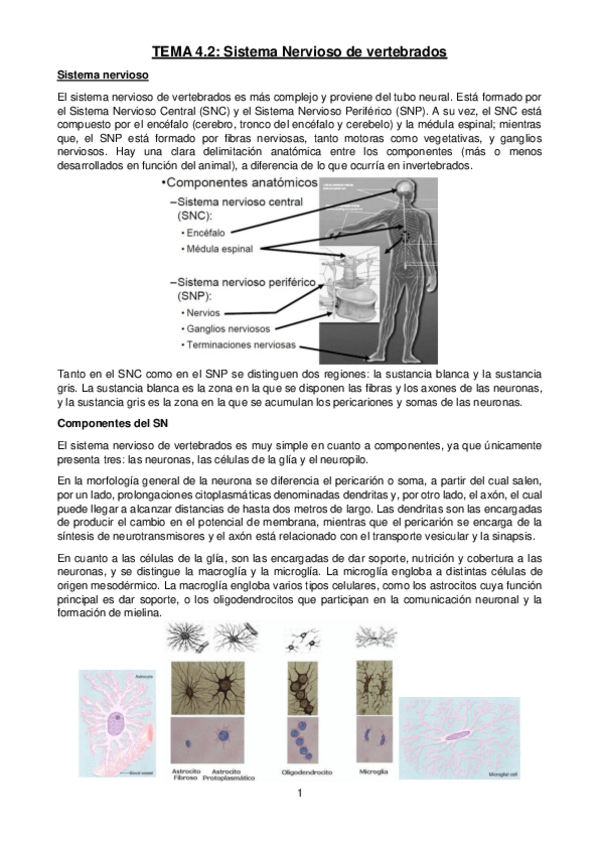 Miniatura del documento Tema-4.pdf