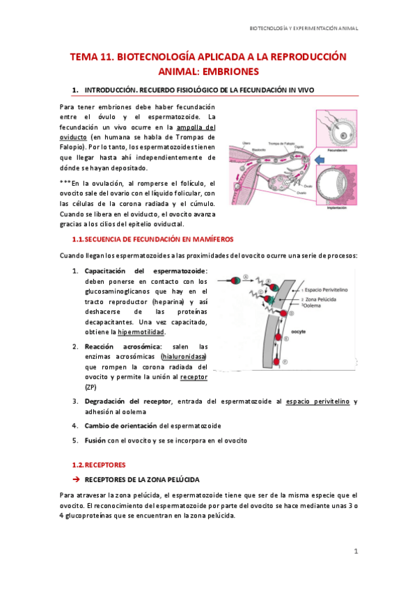 Miniatura del documento T11.-Biotecnologia-aplicada-a-la-reproduccion.-Embriones.pdf
