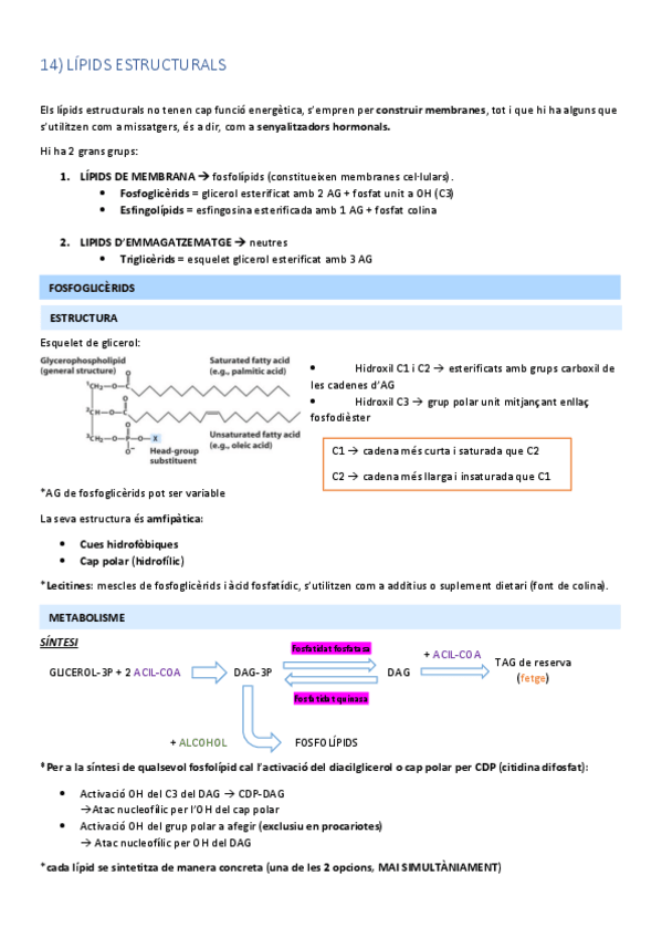 Miniatura del documento 14.-LIPIDS-ESTRUCTURALS-O-COMPLEXOS.pdf