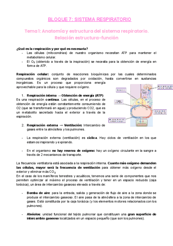 Miniatura del documento B7-S.respiratorio-2022.pdf