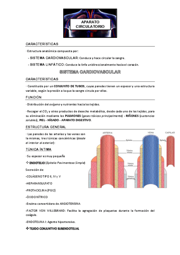 Miniatura del documento APARATO CIRCULATORIO.pdf
