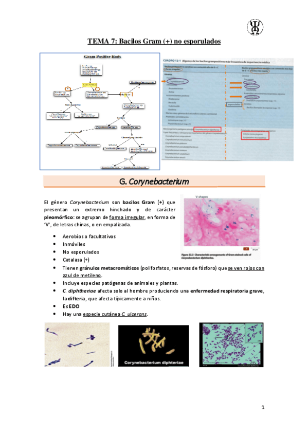 Miniatura del documento T7Bacilos-Gram--no-esporulados.pdf