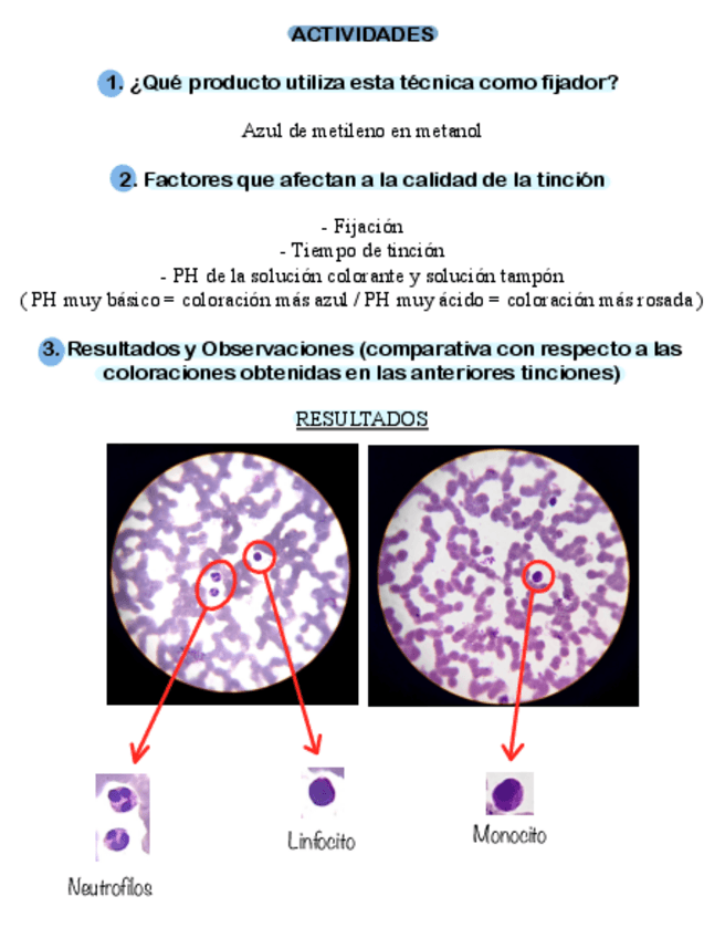 Miniatura del documento TINCION-MAY-GRUNDWALD-GIEMSA.pdf
