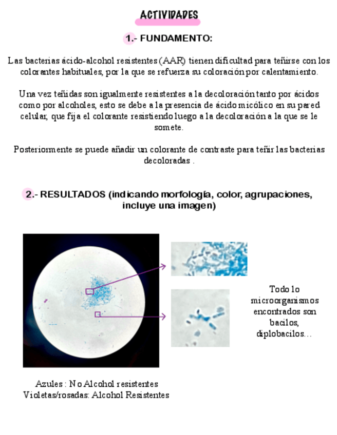 Miniatura del documento PRACTICA-6-TINCION-ZIEHL-NEELSEN.pdf
