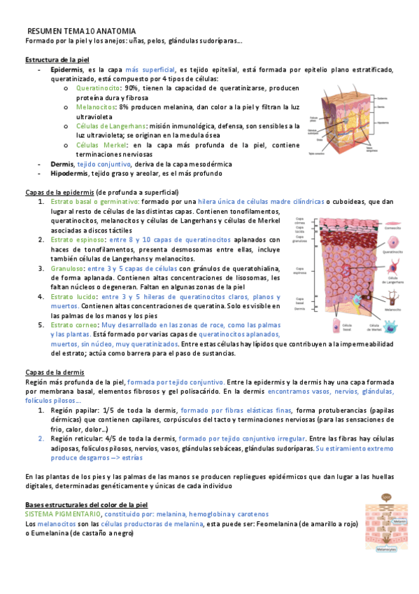 Miniatura del documento RESUMEN-TEMA-10-ANATOMIA.pdf