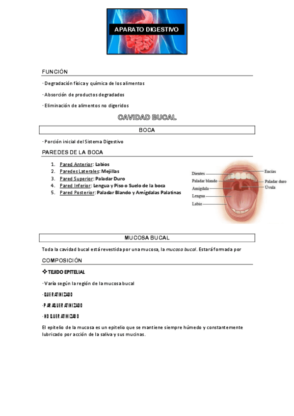 Miniatura del documento APARATO DIGESTIVO.pdf