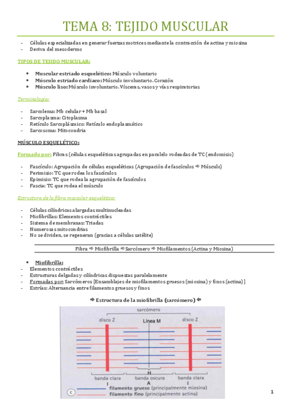 Miniatura del documento TEMA-8-TEJIDO-MUSCULAR.pdf