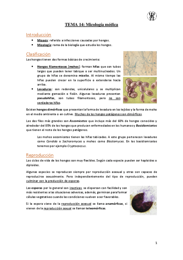 Miniatura del documento T14Micologia-medica.pdf