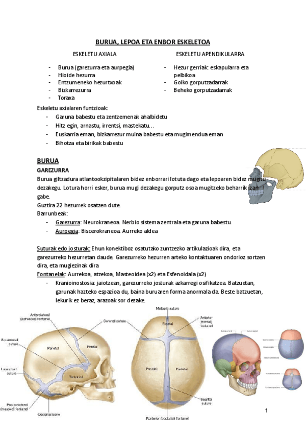 Miniatura del documento 1.-ESKELETO-AXILA.pdf