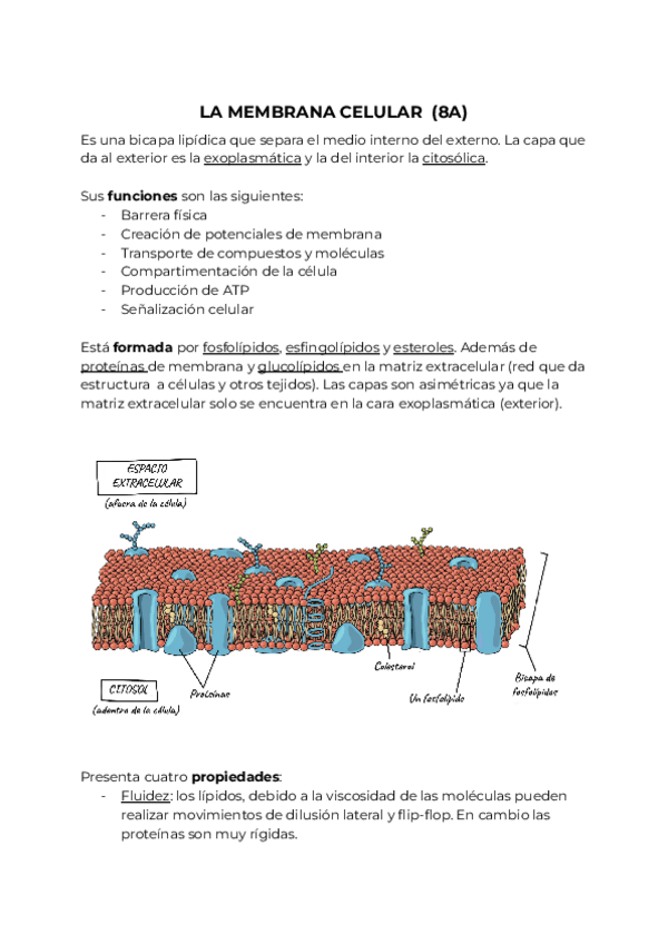 Miniatura del documento Fundamentos-Bio.-Parcial-2-temas-8-12.pdf