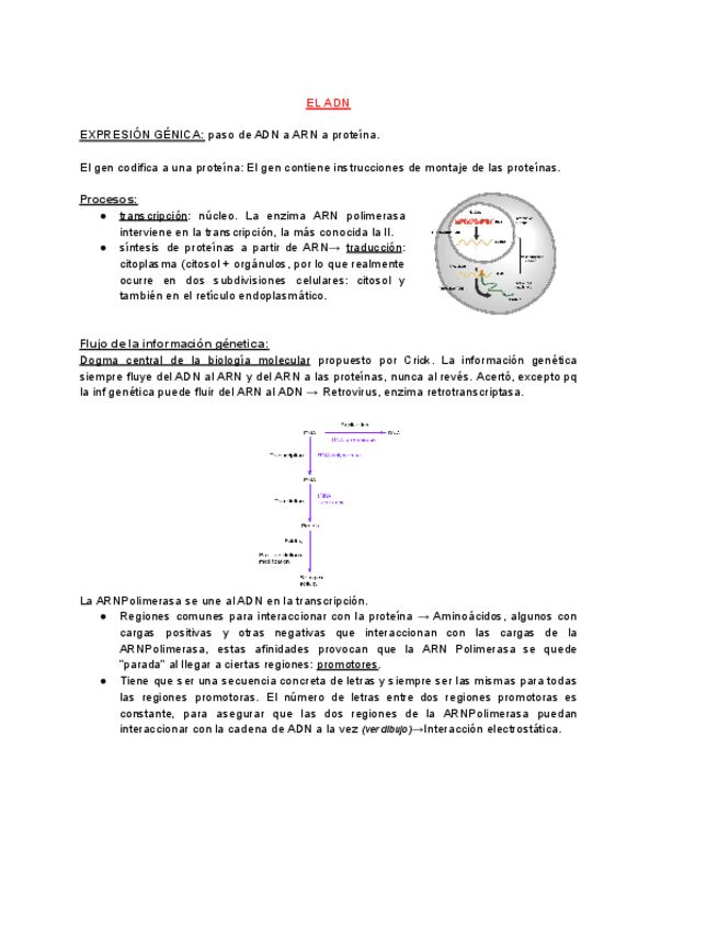 Miniatura del documento APUNTES-TEMA-1.pdf