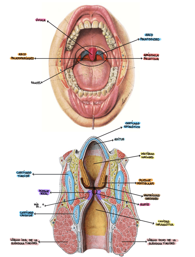 Miniatura del documento PRACTICA-6-ANATOMIA.pdf