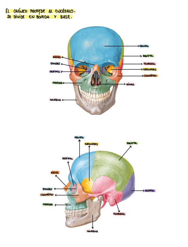 Miniatura del documento PRACTICA-4-ANATOMIA.pdf