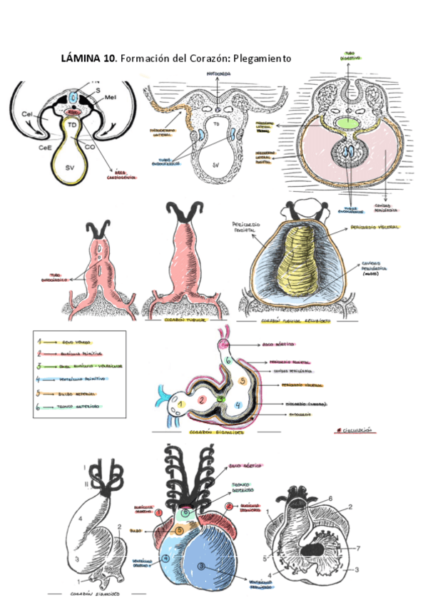 Miniatura del documento PRACTICA-2-ANATOMIA.pdf
