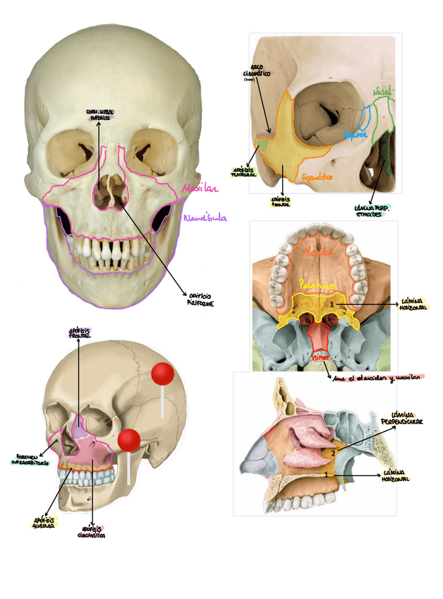 Miniatura del documento PRACTICA-5-ANATOMIA.pdf