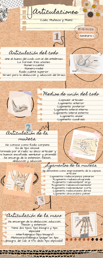 Miniatura del documento Articulaciones-codo-muneca-y-mano.pdf
