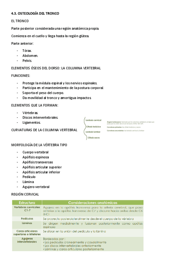 Miniatura del documento TEMA-4.3-OSTEOLOGIA-DEL-TRONCO.pdf