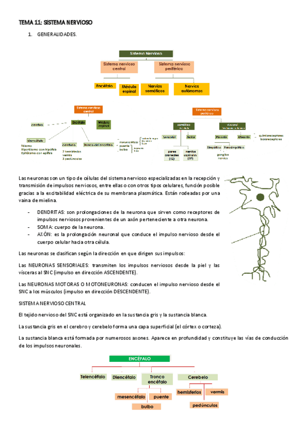 Miniatura del documento TEMA-11-APARATO-NERVIOSO.pdf