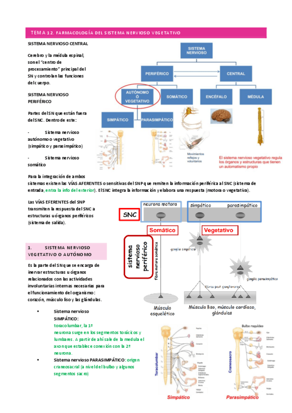 Miniatura del documento T12-FARMA.pdf