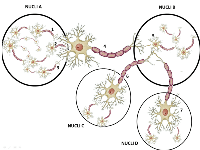 Miniatura del documento PRÀCTICA NEUROTRANSMISSORS.pdf