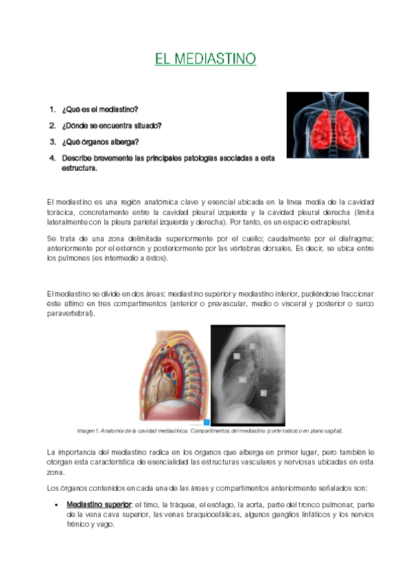Miniatura del documento Actividad-Mediastino-17-OCT.docx.pdf