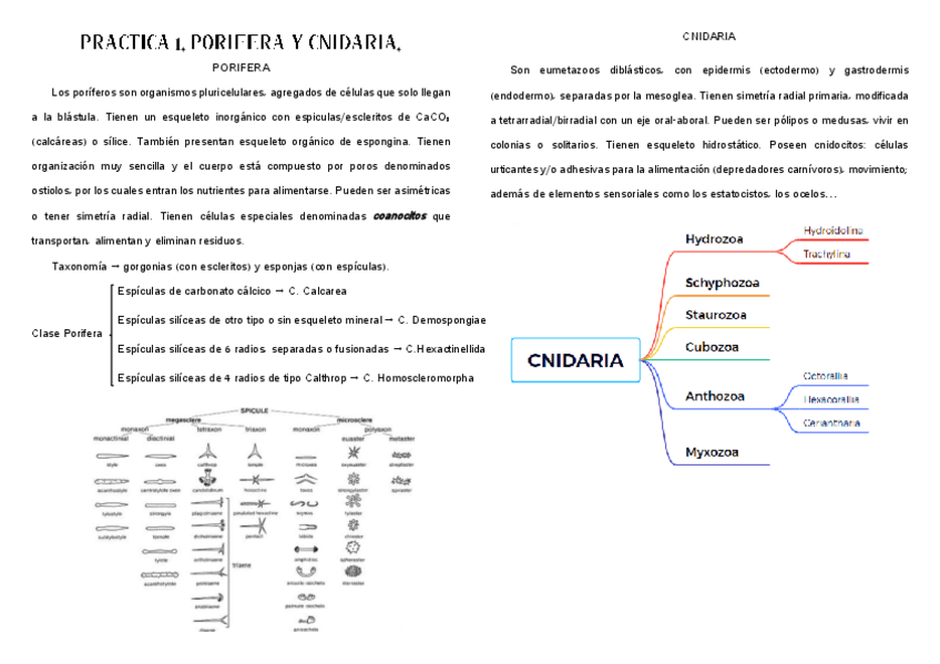 Miniatura del documento PRACTICAS-ZOOLOGIA.pdf