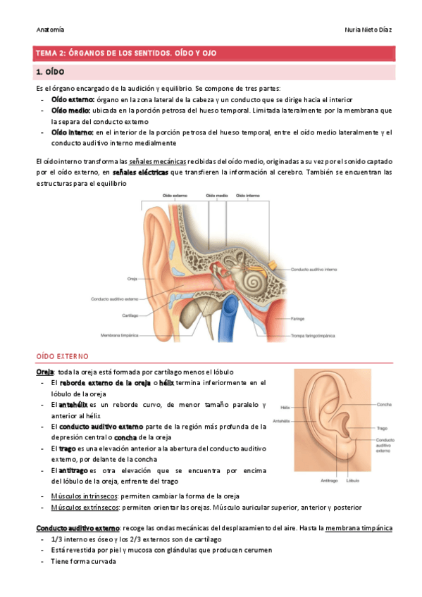 Miniatura del documento TEMA 2 - Órganos de los sentidos