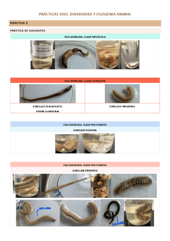 Miniatura del documento PRACTICAS-VISU.pdf