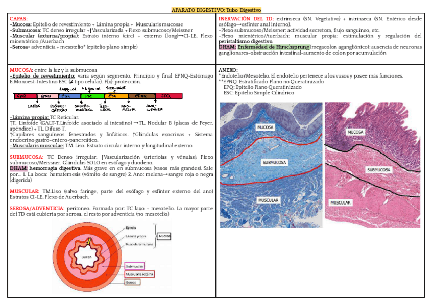 Miniatura del documento RESUMENES-HISTO-sin-subrayar-entero.pdf