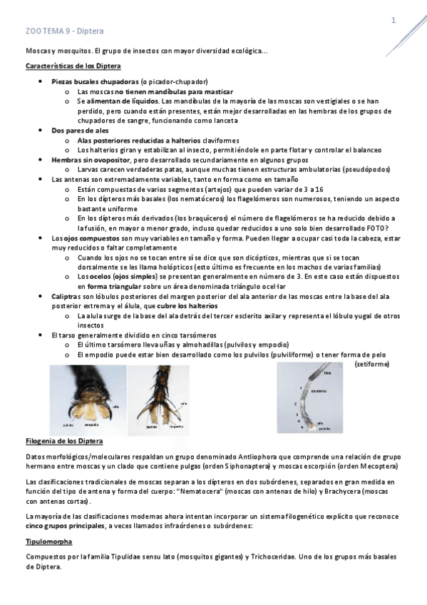Miniatura del documento T9Diptera.pdf