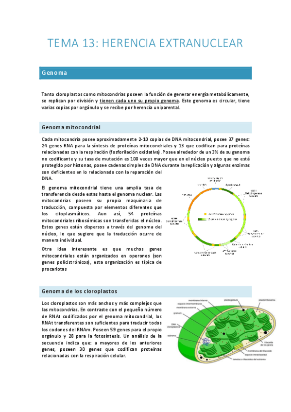 Miniatura del documento Tema-13.-Herencia-extranuclear.pdf