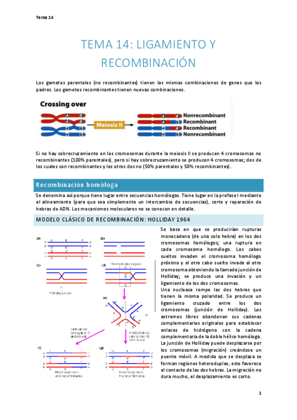 Miniatura del documento Tema-14.-Ligamiento-y-recombinacion.pdf