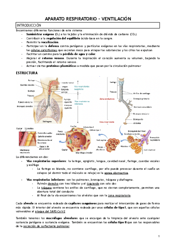Miniatura del documento T.19-APARATO-RESPIRATORIO-VENTILACION.pdf