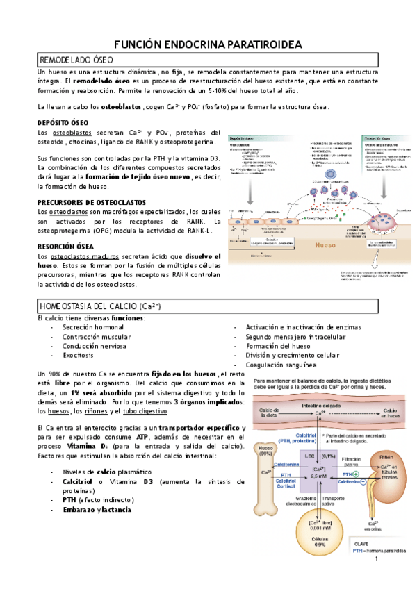 Miniatura del documento T.7-FUNCION-ENDOCRINA-PARATIROIDEA.pdf
