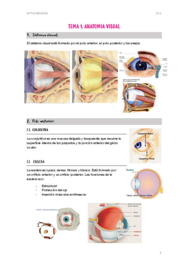 Miniatura del documento 1.-ANATOMIA-VISUAL.pdf