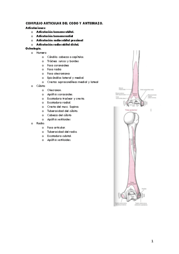 Miniatura del documento complejo-articular-codo-y-antebrazo.pdf