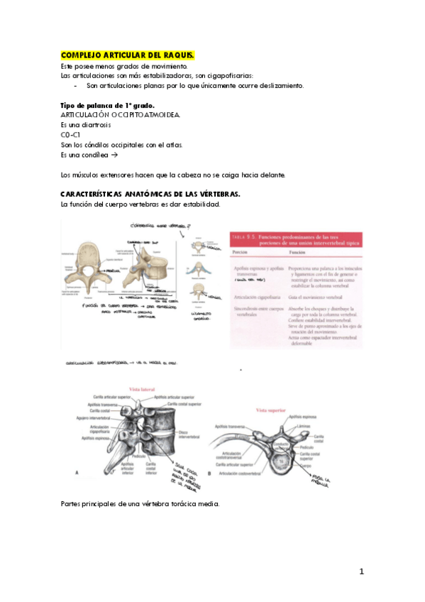 Miniatura del documento Raquis.pdf
