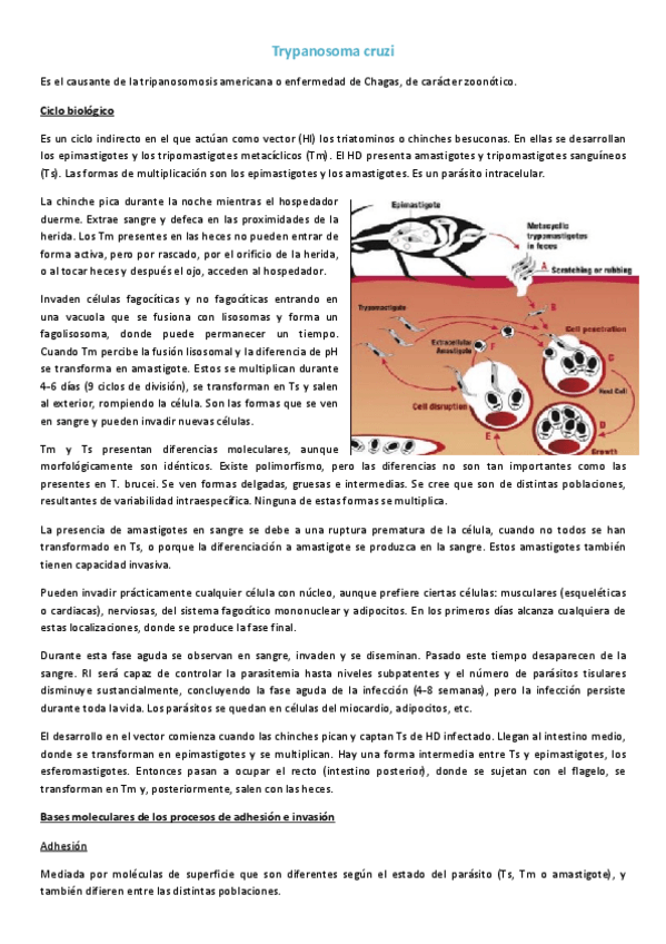 Miniatura del documento 6.2 T. cruzi.pdf