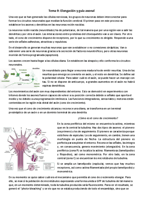 Miniatura del documento T9-NBM-Elongacion-y-guia-axonal.pdf